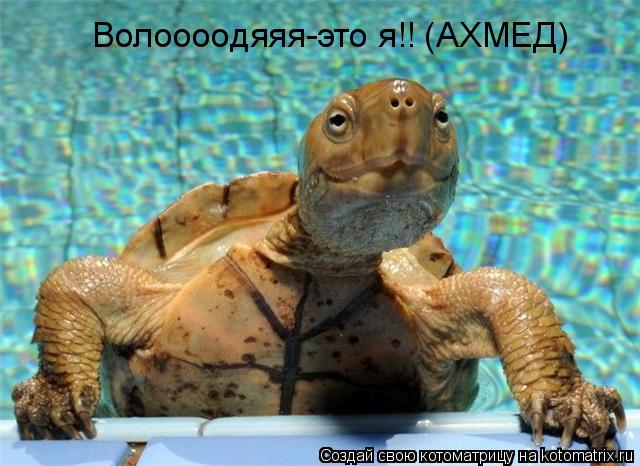Волоооодяяя-это я!! (АХМЕД)... Котоматрица: Волоооодяяя-это я!! (АХМЕД)