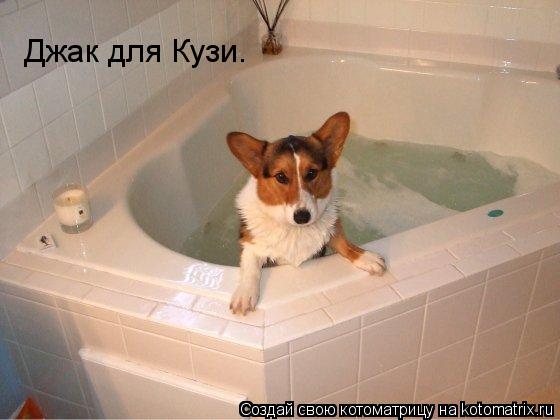 Джак для Кузи.... Котоматрица: Джак для Кузи.