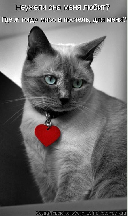 Котоматрица: Неужели она меня любит? Где ж тогда мясо в постель, для меня?