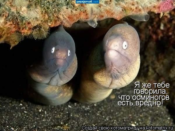 Котоматрица: Я же тебе говорила, что осминогов есть вредно!