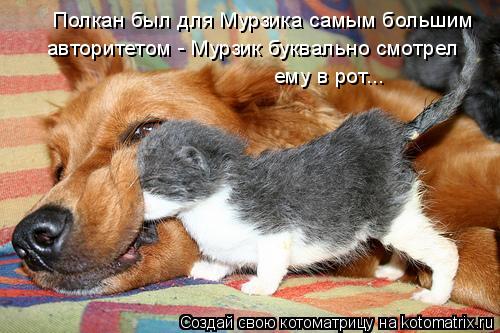 Полкан был для Мурзика самым большим авторитетом - Мурзик буквально смотрел ему в рот...... Котоматрица: Полкан был для Мурзика самым большим авторитетом - Мурзик буквально смотрел ему в рот...