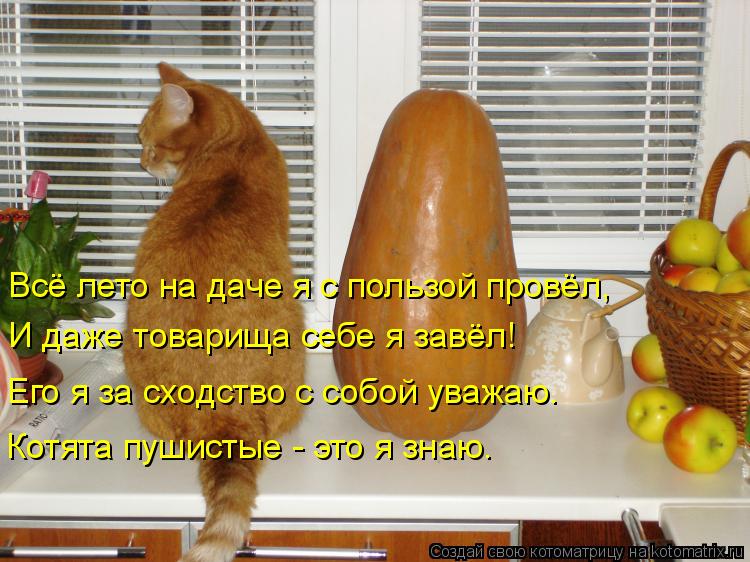 Котоматрица: Всё лето на даче я с пользой провёл,  И даже товарища себе я завёл! Его я за сходство с собой уважаю. Котята пушистые - это я знаю.