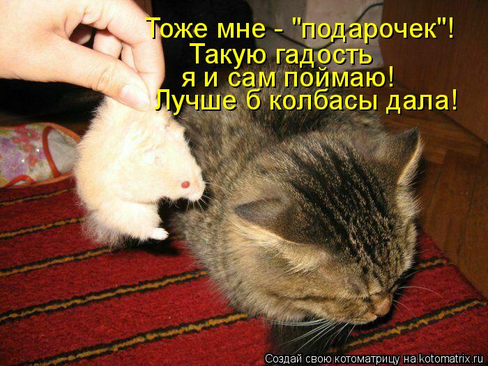 Котоматрица: Тоже мне - "подарочек"! Такую гадость  я и сам поймаю! Лучше б колбасы дала!