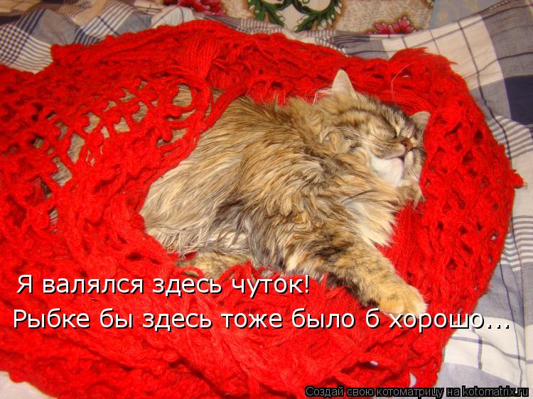 Котоматрица: Я валялся здесь чуток! Рыбке бы здесь тоже было б хорошо...