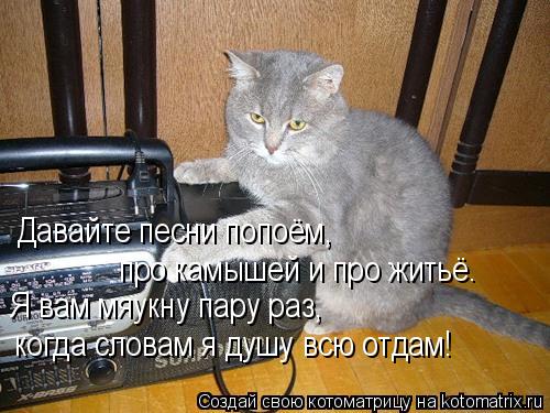 Котоматрица: Давайте песни попоём, про камышей и про житьё. Я вам мяукну пару раз, когда словам я душу всю отдам!