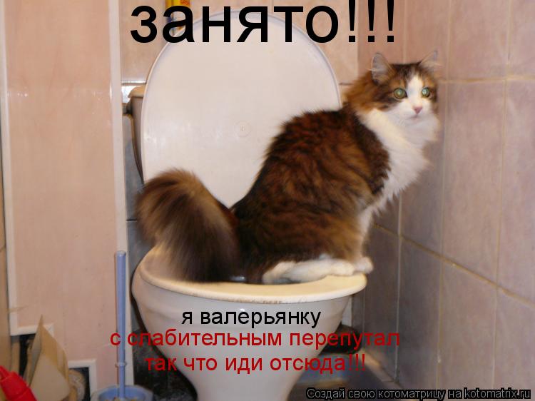 Котоматрица: занято!!! я валерьянку  с слабительным перепутал так что иди отсюда!!!