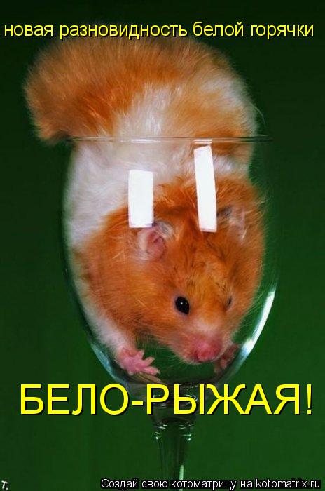 Котоматрица: новая разновидность белой горячки БЕЛО-РЫЖАЯ!