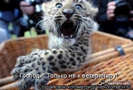 Котоматрица: Господи! Только не к ветеринару!