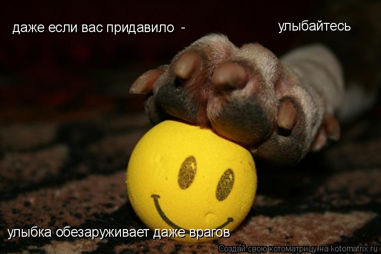 Котоматрица: даже если вас придавило - улыбка обезаруживает даже врагов улыбайтесь