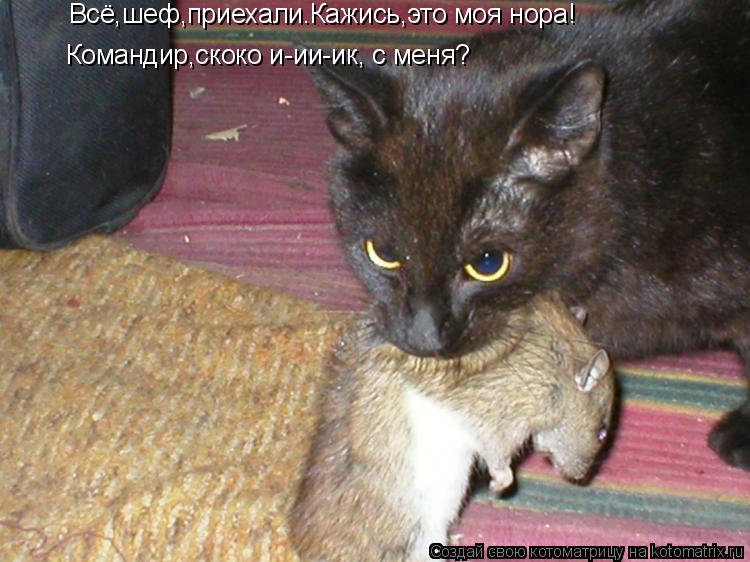 Котоматрица: Всё,шеф,приехали.Кажись,это моя нора! Командир,скоко и-ии-ик, с меня?