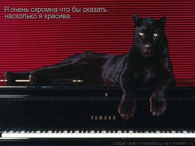 Котоматрица: Я очень скромна что бы сказать , насколько я красива.