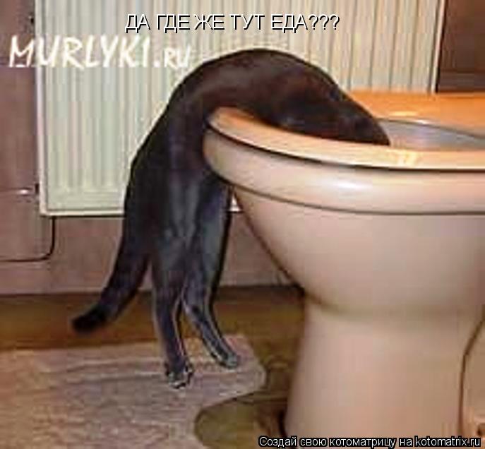 Котоматрица: ДА ГДЕ ЖЕ ТУТ ЕДА???