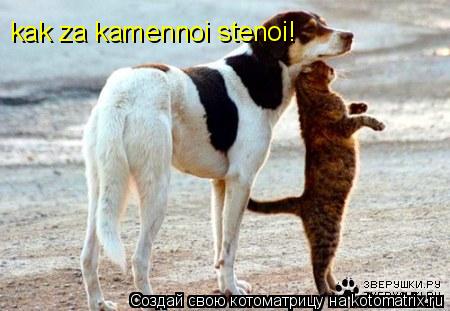 kak za kamennoi stenoi!... Котоматрица: kak za kamennoi stenoi!