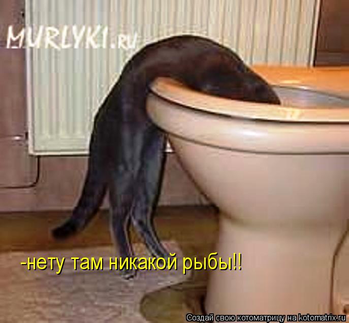 -нету там никакой рыбы!!... Котоматрица: -нету там никакой рыбы!!