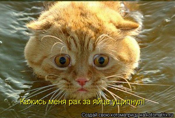 Кажись меня рак за яйца ущипнул!... Котоматрица: Кажись меня рак за яйца ущипнул!