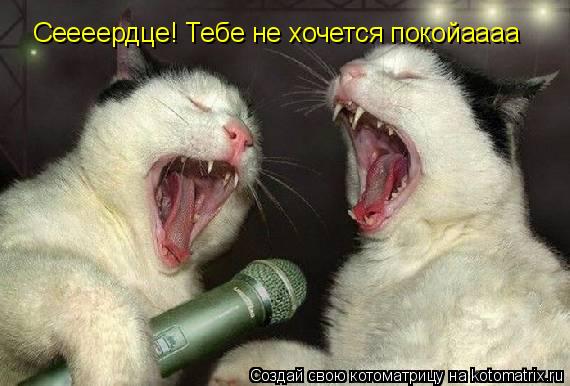 Сеееердце! Тебе не хочется покойаааа... Котоматрица: Сеееердце! Тебе не хочется покойаааа