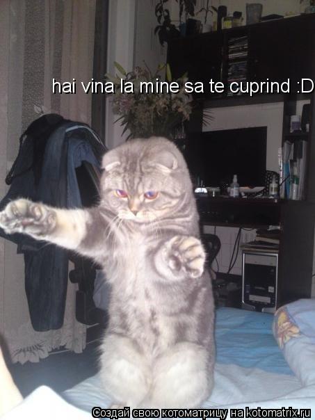 hai vina la mine sa te cuprind :D... Котоматрица: hai vina la mine sa te cuprind :D