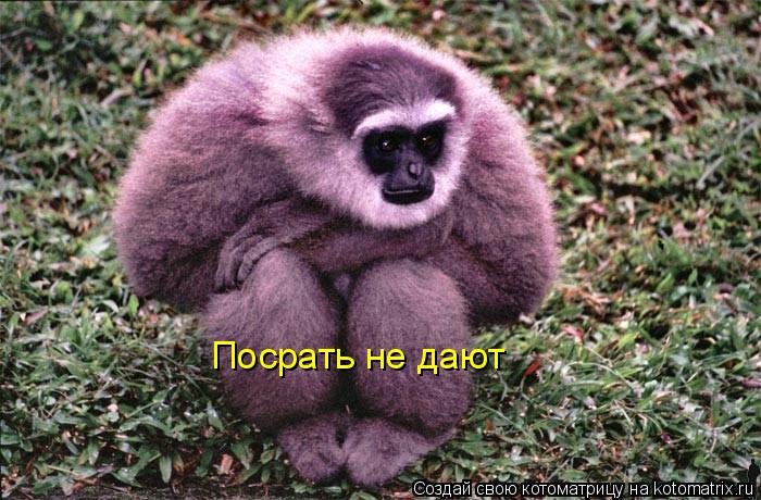 Посрать не дают... Котоматрица: Посрать не дают