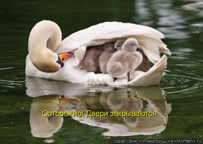 Осторожно! Двери закрываются... Котоматрица: Осторожно! Двери закрываются
