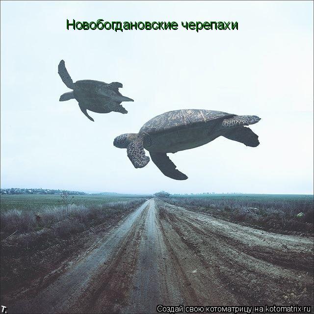 Котоматрица: Новобогдановские черепахи