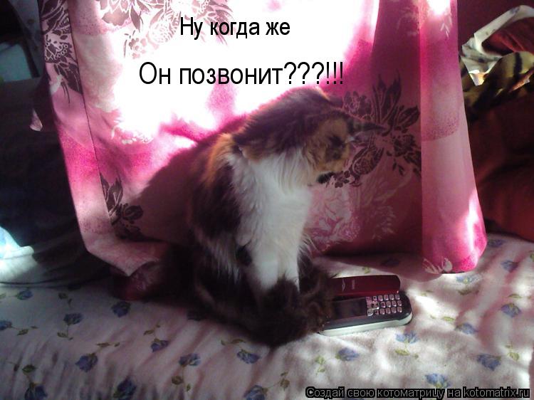 Котоматрица: Ну когда же  Он позвонит???!!!