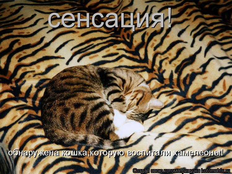 сенсация! обнаружена кошка,которую воспитали хамелеоны!... Котоматрица: сенсация! обнаружена кошка,которую воспитали хамелеоны!