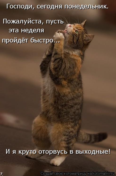 Господи, сегодня понедельник. Пожалуйста, пусть эта неделя пройдёт быстро... И я круто оторвусь в вы... Котоматрица: Господи, сегодня понедельник. Пожалуйста, пусть эта неделя пройдёт быстро... И я круто оторвусь в выходные!