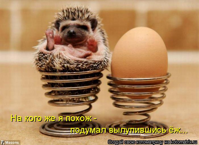 На кого же я похож - подумал вылупившись ёж...... Котоматрица: На кого же я похож - подумал вылупившись ёж...