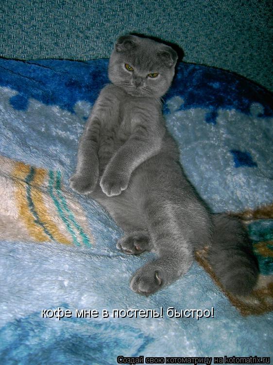 кофе мне в постель! быстро!... Котоматрица: кофе мне в постель! быстро!