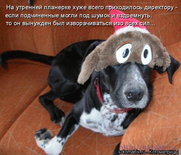 Котоматрица: На утренней планерке хуже всего приходилось директору - если подчиненные могли под шумок и вздремнуть,   то он вынужден был изворачиваться 