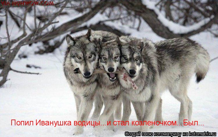 Котоматрица: Попил Иванушка водицы...и стал козленочком...Был...