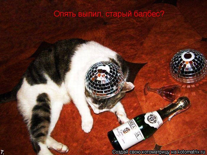 Котоматрица: Опять выпил, старый балбес?