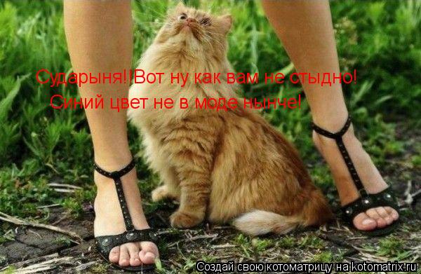Котоматрица: Сударыня!!Вот ну как вам не стыдно! Синий цвет не в моде нынче!
