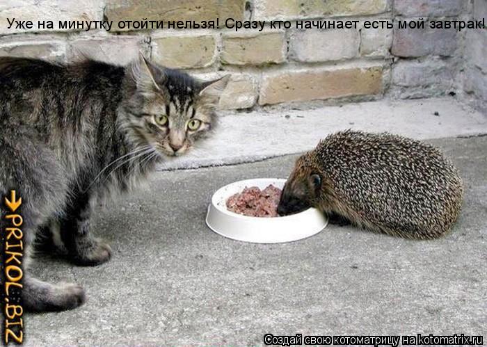 Котоматрица: Уже на минутку отойти нельзя! Сразу кто начинает есть мой завтрак!