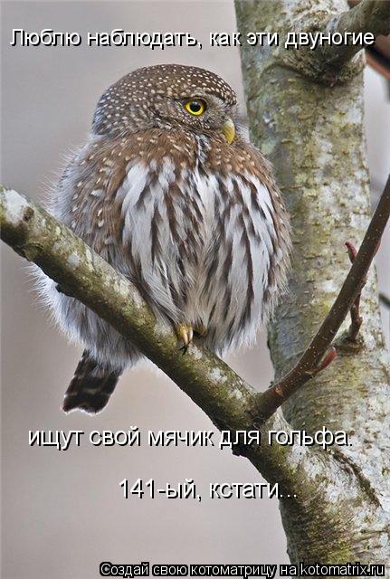 Котоматрица: ищут свой мячик для гольфа. 141-ый, кстати... Люблю наблюдать, как эти двуногие
