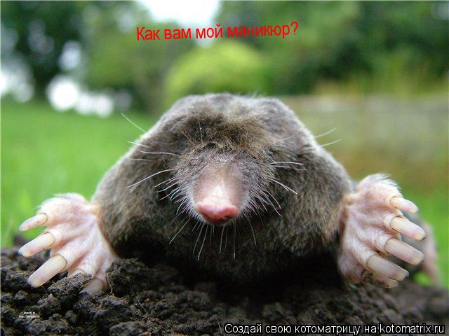 Как вам мой маникюр?... Котоматрица: Как вам мой маникюр?