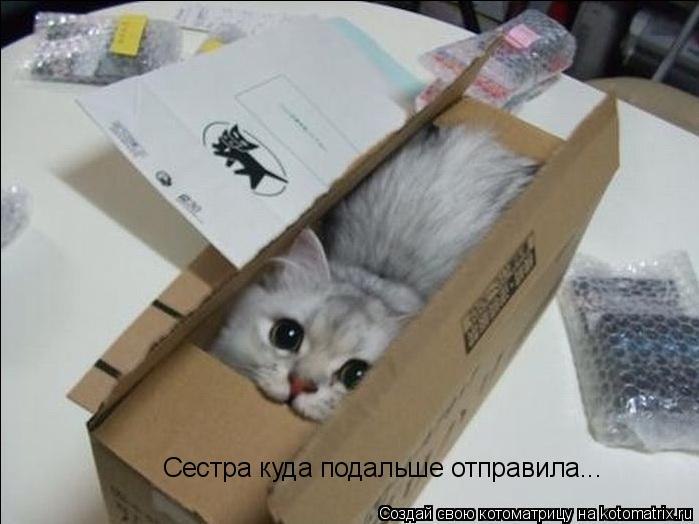 Сестра куда подальше отправила...... Котоматрица: Сестра куда подальше отправила...