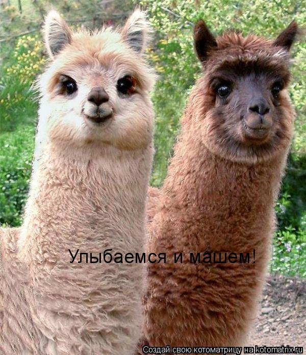 Котоматрица: Улыбаемся и машем!