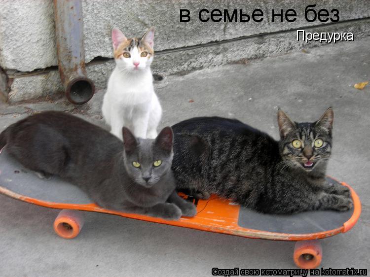 Котоматрица: в семье не без Предурка