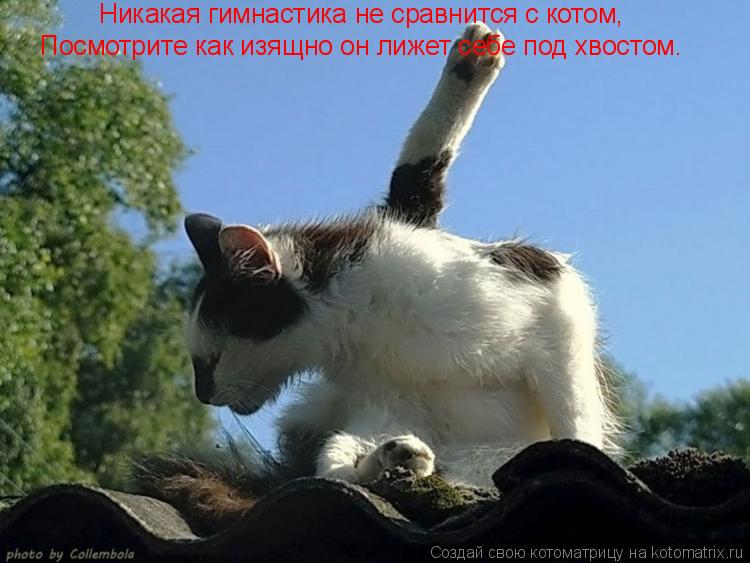 Котоматрица: Никакая гимнастика не сравнится с котом, Посмотрите как изящно он лижет себе под хвостом.