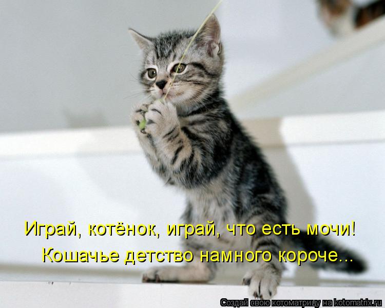 Играй, котёнок, играй, что есть мочи! Кошачье детство намного короче...... Котоматрица: Играй, котёнок, играй, что есть мочи! Кошачье детство намного короче...