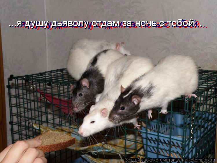 Котоматрица: ...я душу дьяволу отдам за ночь с тобой... ...я душу дьяволу отдам за ночь с тобой... ...я душу дьяволу отдам за ночь с тобой...