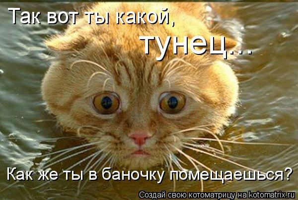 Котоматрица: Так вот ты какой, тунец... Как же ты в баночку помещаешься?