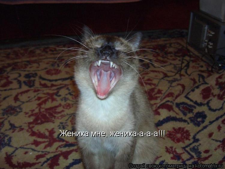 Котоматрица: Жениха мне, жениха-а-а-а!!!