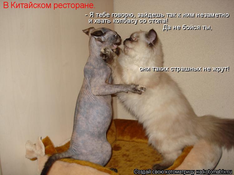 Котоматрица: В Китайском ресторане. - Я тебе говорю, зайдешь так к ним незаметно  и хвать колбасу со стола! Да не бойся ты,  они таких страшных не жрут!