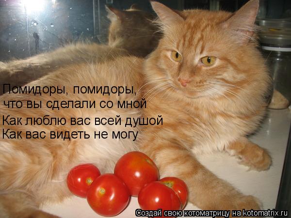 Котоматрица: Помидоры, помидоры, что вы сделали со мной Как люблю вас всей душой Как вас видеть не могу