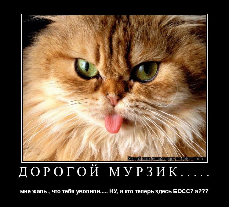 Дорогой Мурзик..... мне жаль , что тебя уволили..... НУ, и кто теперь здесь БОСС? а???... Котоматрица: Дорогой Мурзик..... мне жаль , что тебя уволили..... НУ, и кто теперь здесь БОСС? а???