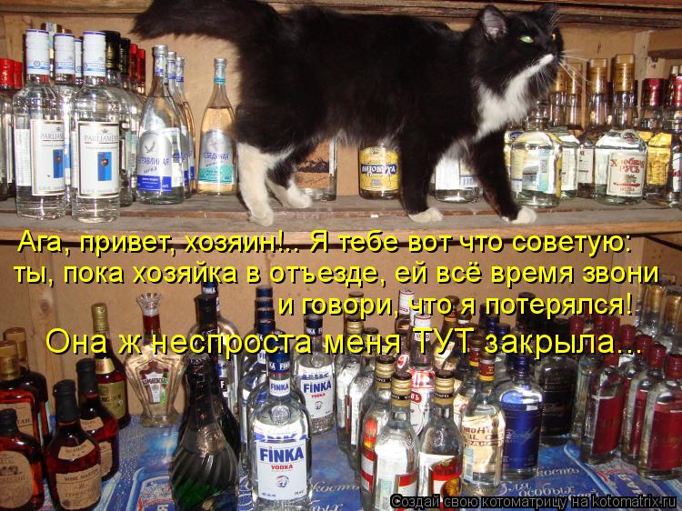 Котоматрица: Ага, привет, хозяин!.. Я тебе вот что советую: ты, пока хозяйка в отъезде, ей всё время звони и говори, что я потерялся! Она ж неспроста меня ТУТ 