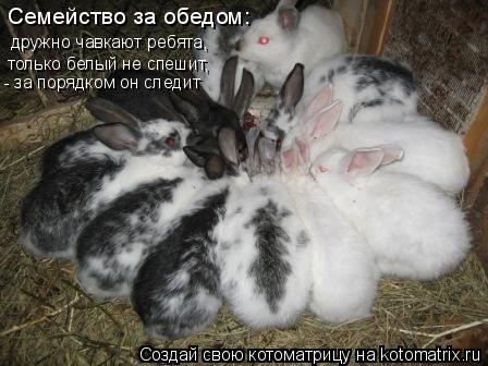Котоматрица: Семейство за обедом:  дружно чавкают ребята,  только белый не спешит,  - за порядком он следит