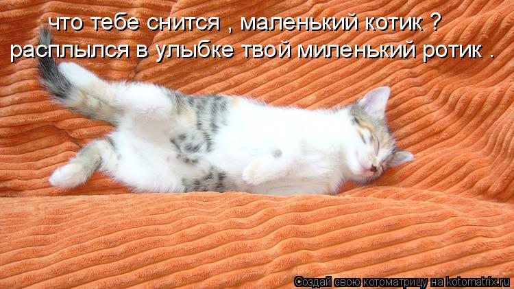 Котоматрица: что тебе снится , маленький котик ? расплылся в улыбке твой миленький ротик .